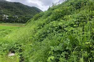 神戸市北区の法面の草刈り